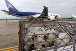 Nuevo envío de ganado de alta genética partió rumbo a Ecuador